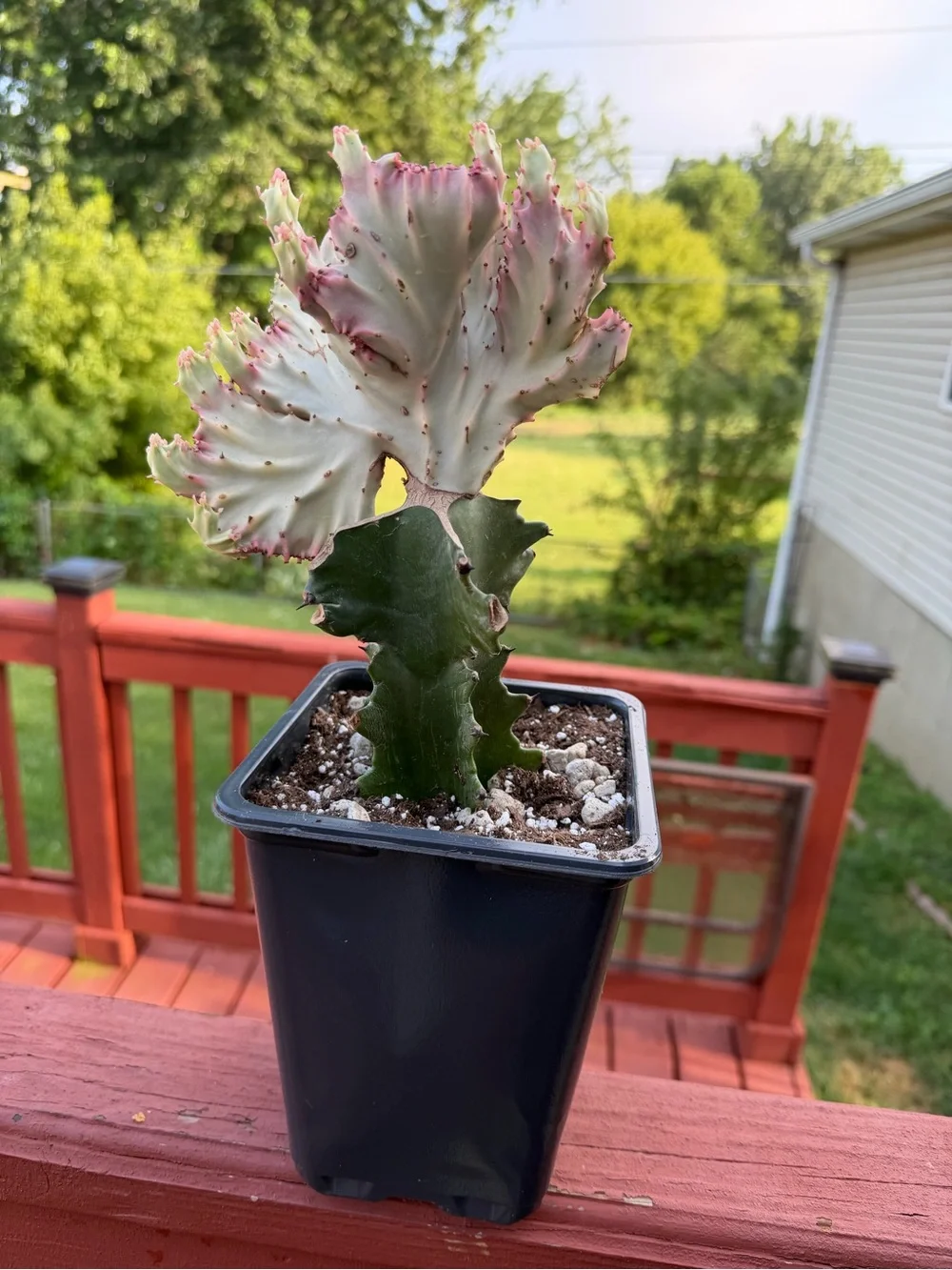 Variegated Pink and Green Mermaid/Coral Cactus - Home Accents